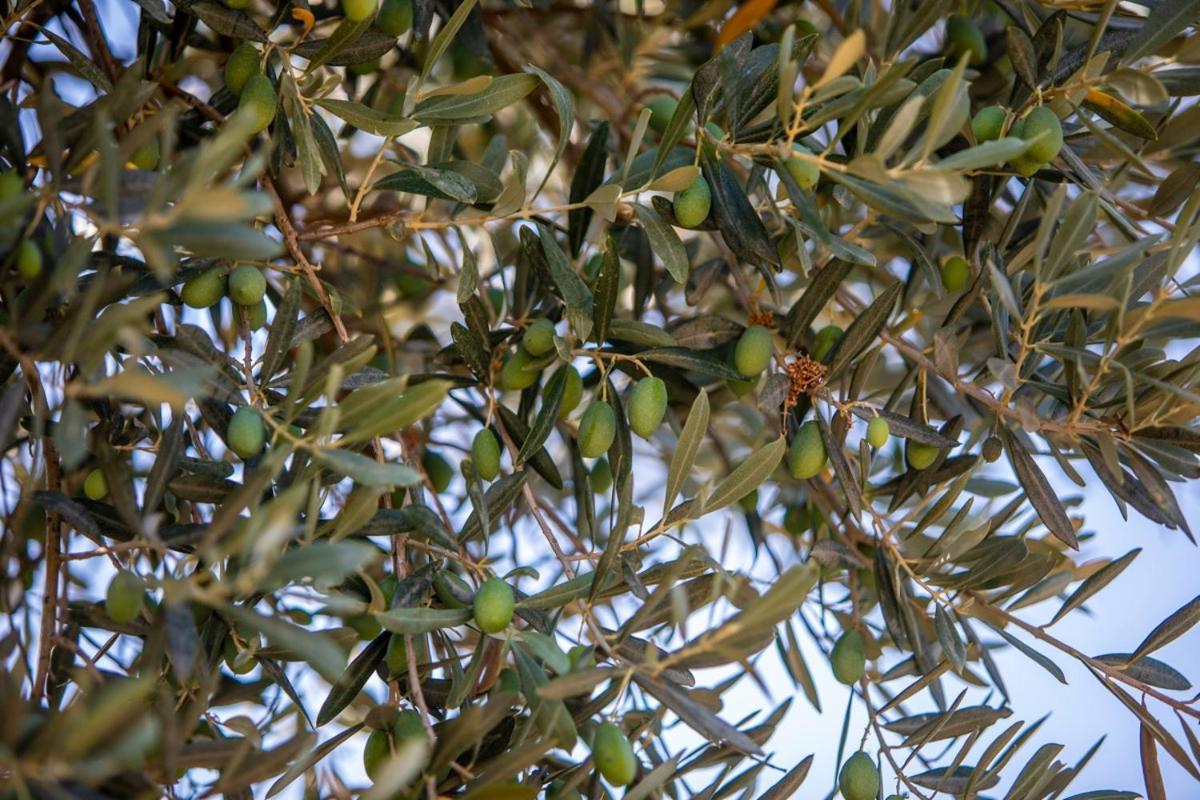 Finca Rural Es Pujol Soller Bagian luar foto