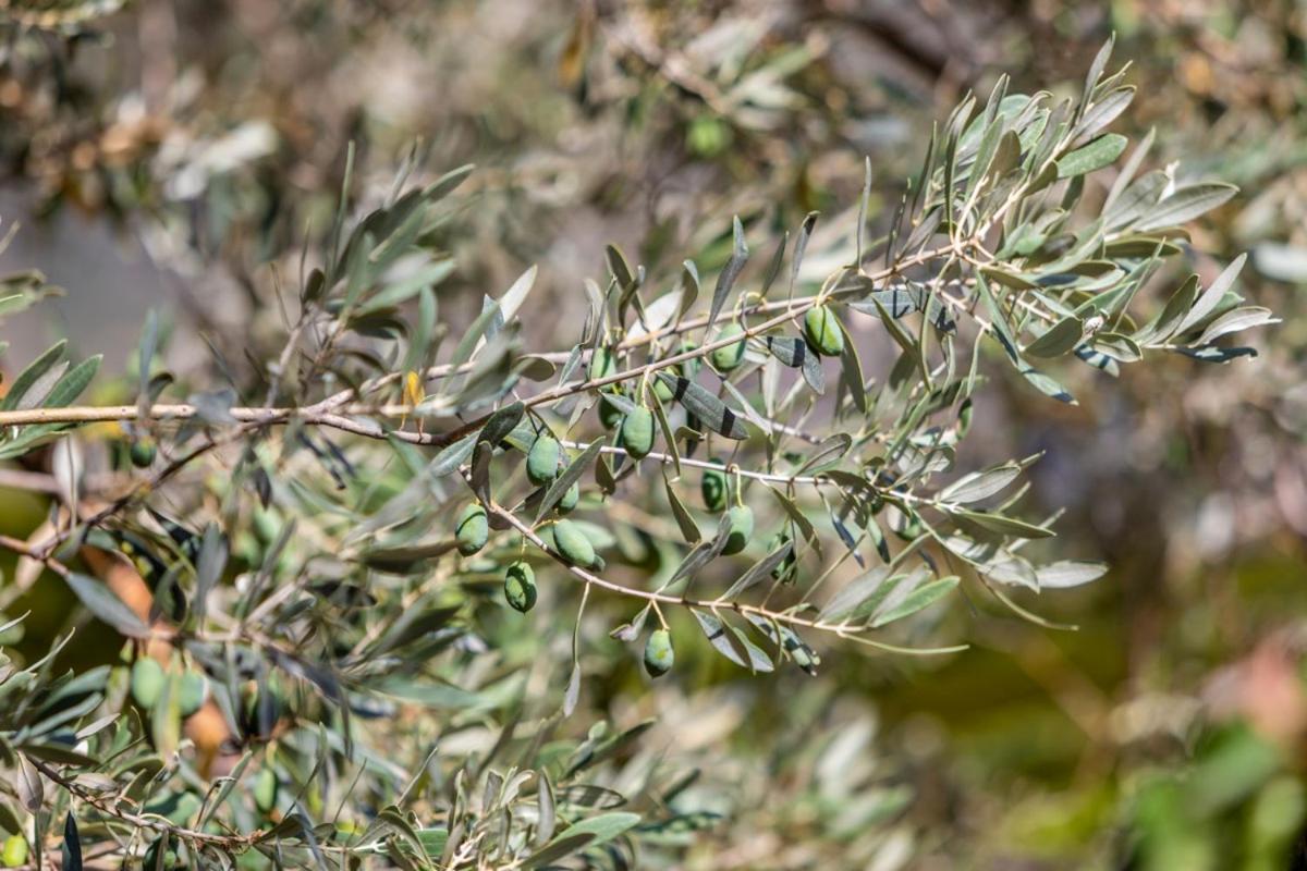 Finca Rural Es Pujol Soller Bagian luar foto